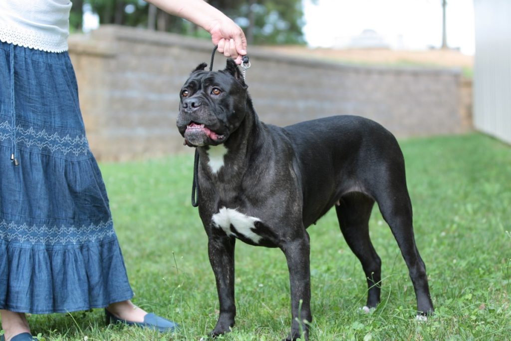 Ivonka Guardiano Del Sorriso Athens Classic Cane Corso